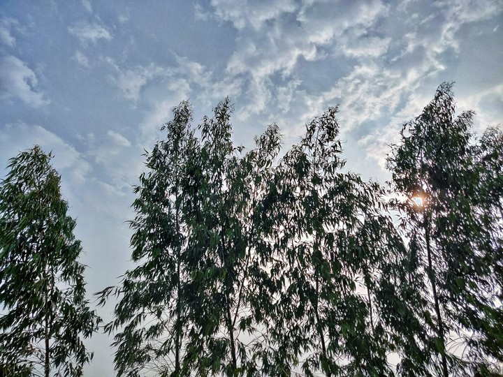 Evening sun