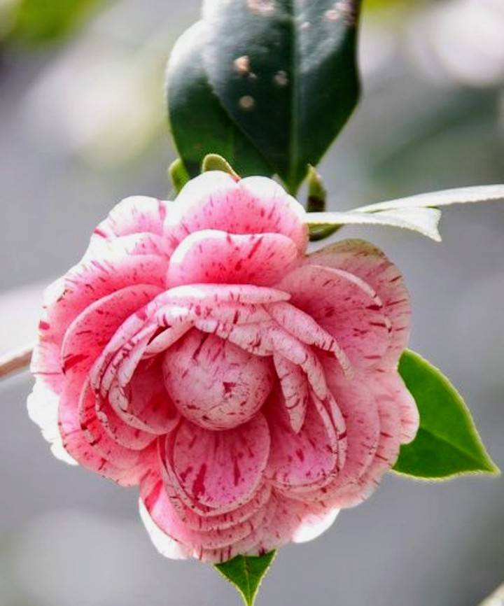 Rosa do meu jardim