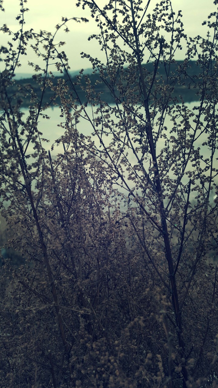 tree