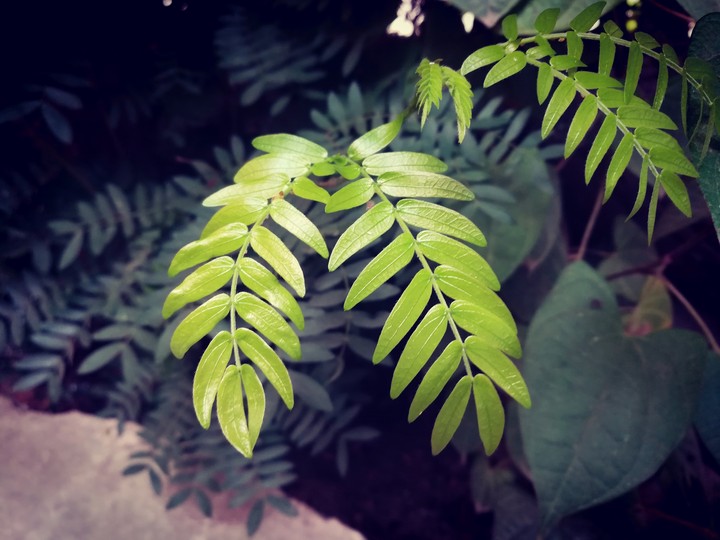 Leafs