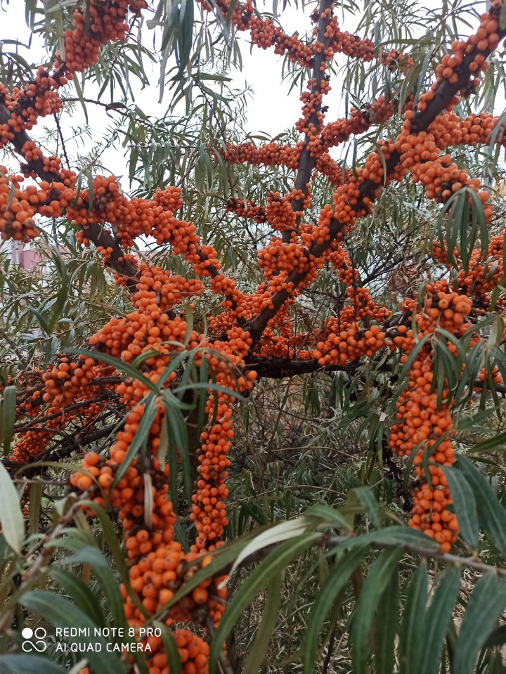 облепиха