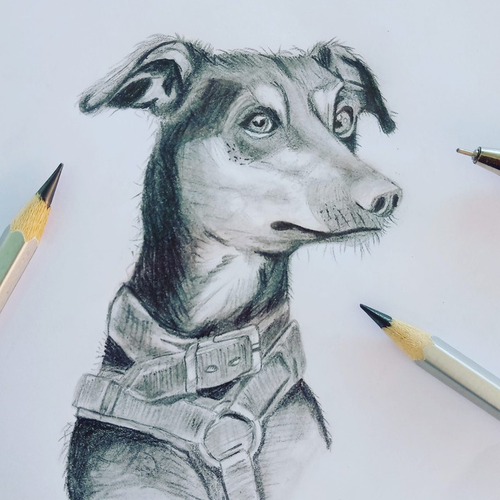 dog pencil ✏️ arts