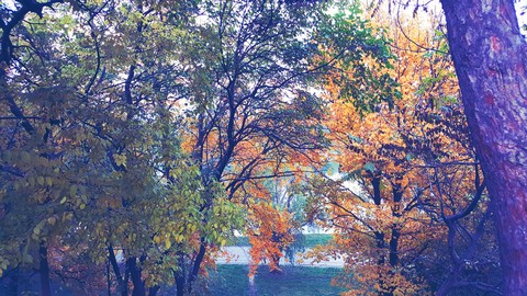 Autumn #2
