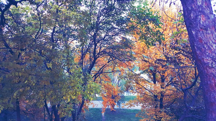 Autumn #2