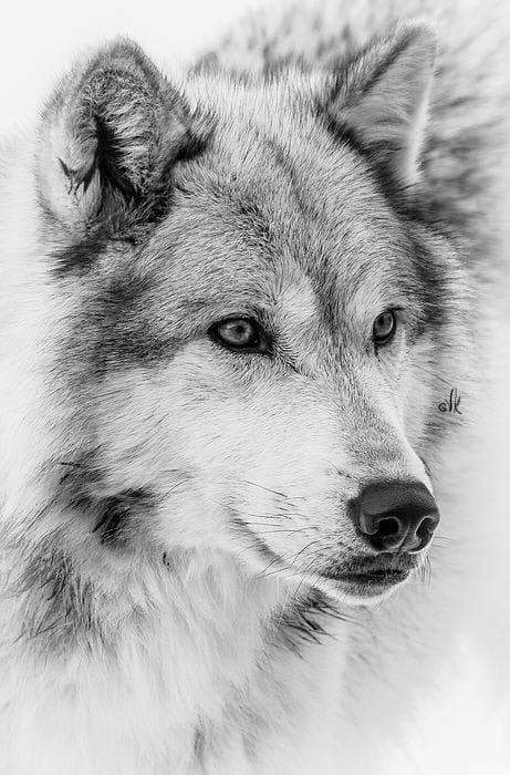 wolf