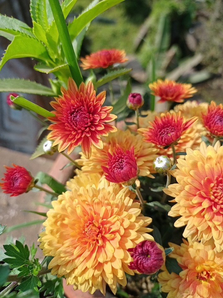 flower