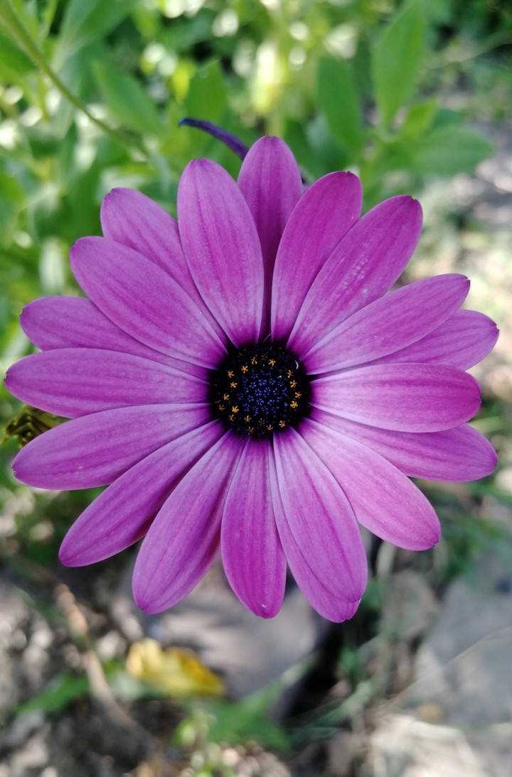 Summer flowers
