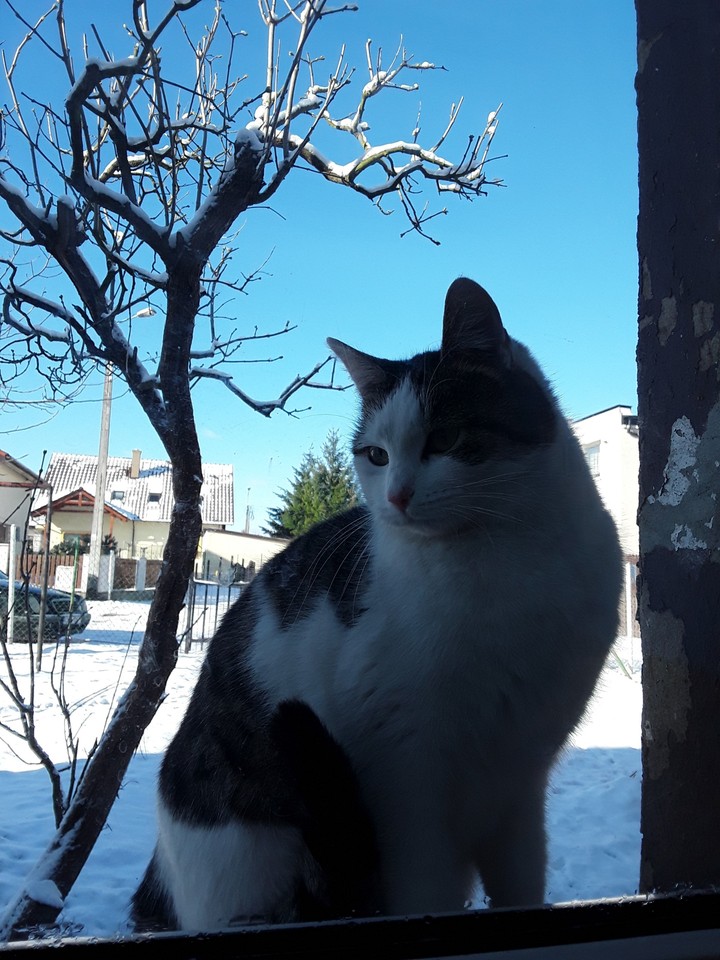 kot ❤