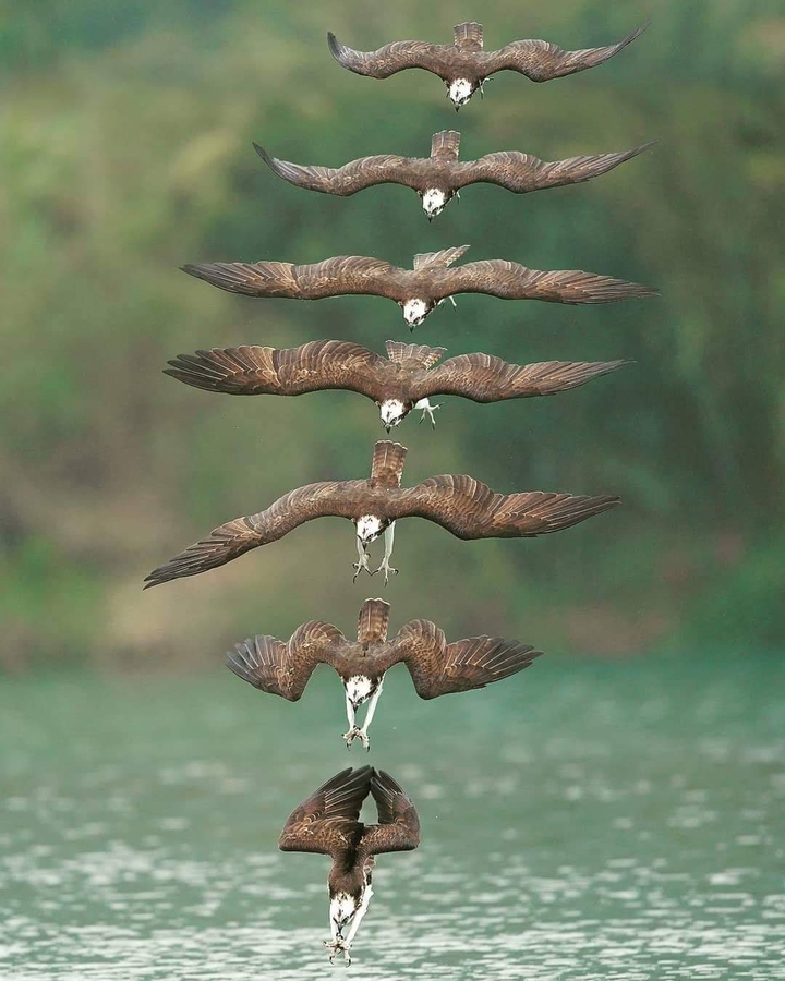Eagle