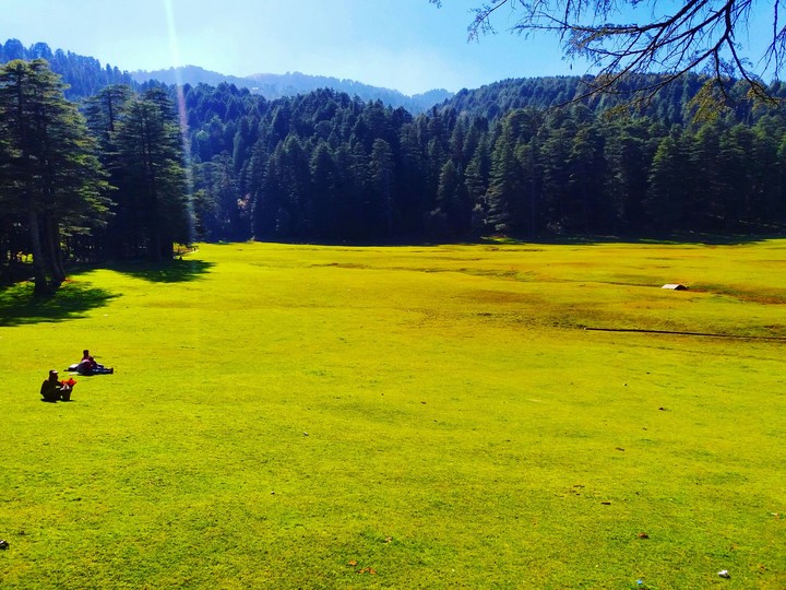 Grassland