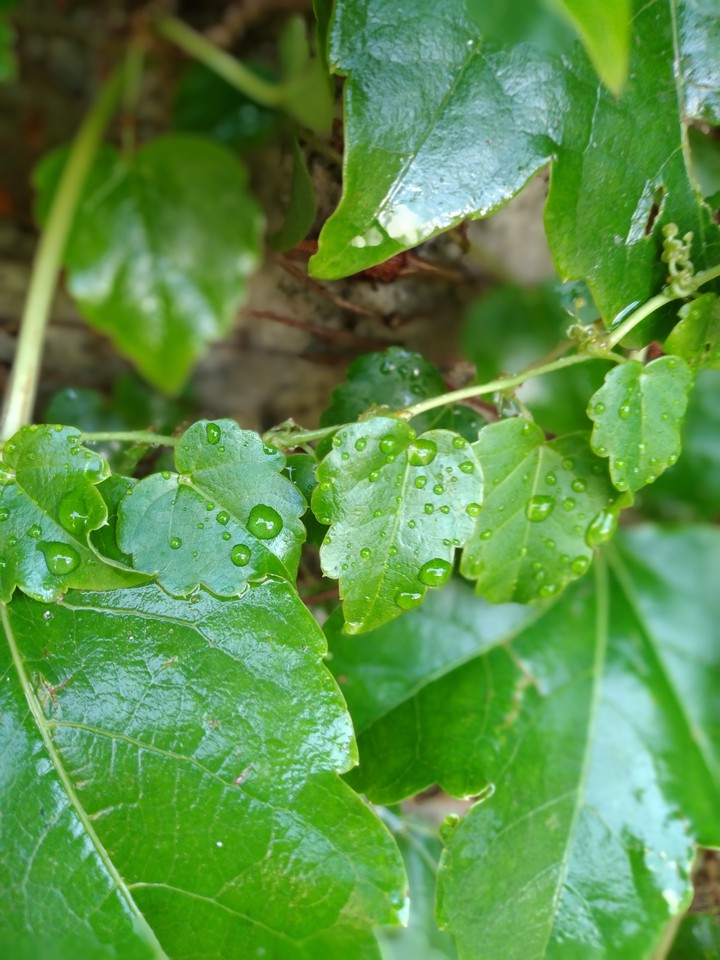 drops...