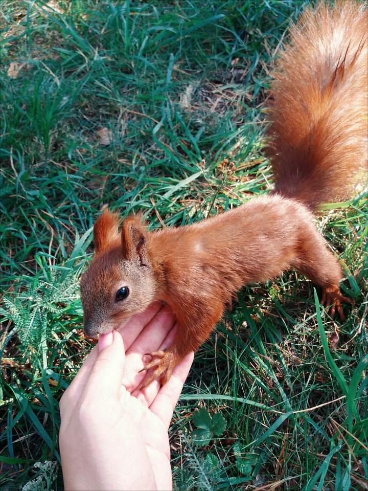 Animals