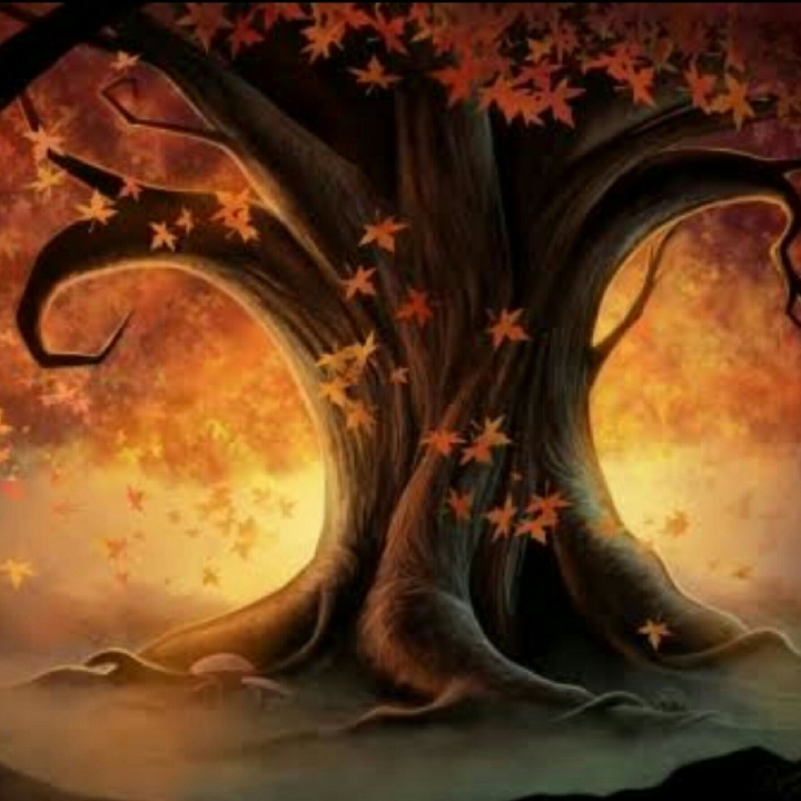 My Maple Tree!!