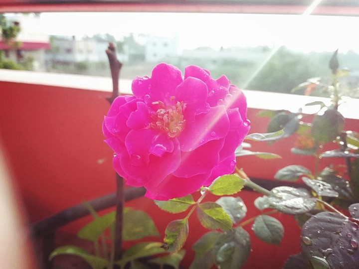 pink