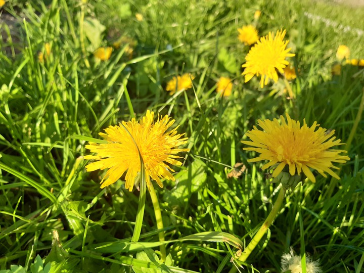 Flowers