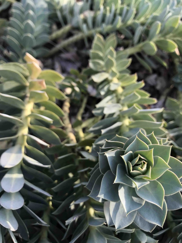 succulent flower