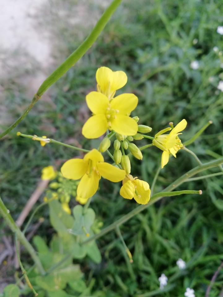 flower