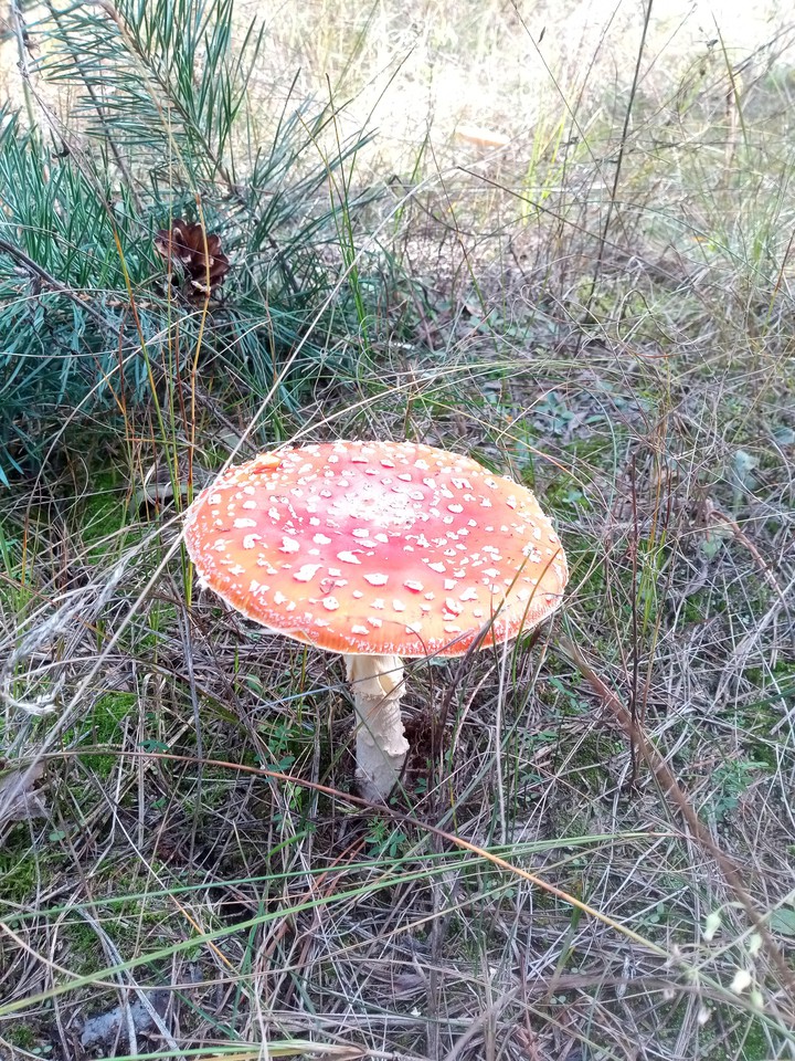 fly agaric, mushroom, autumn, earth, nature, beauty