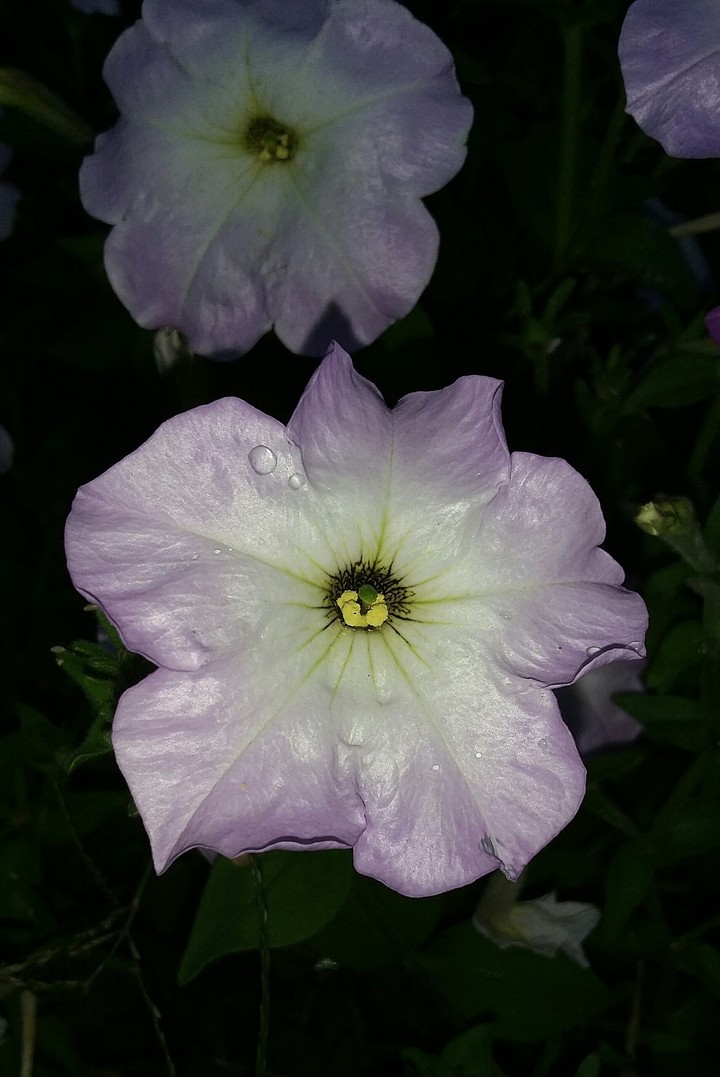 Petunia