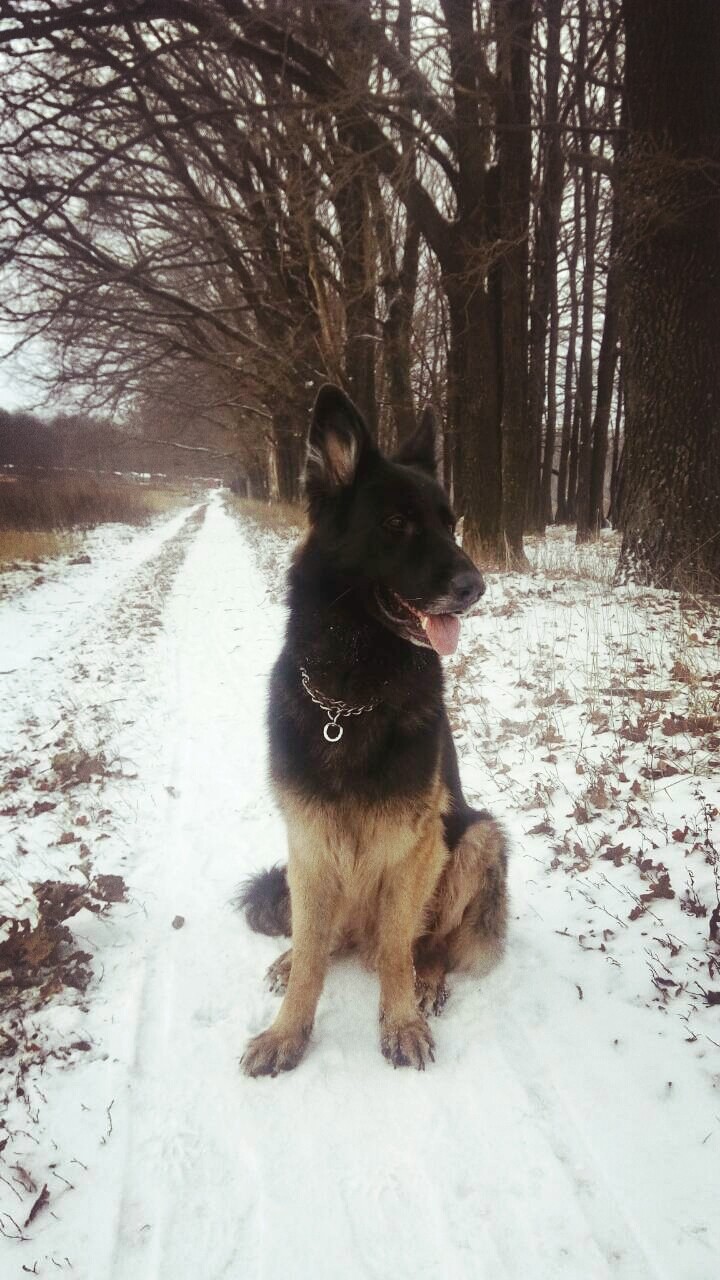 My dog