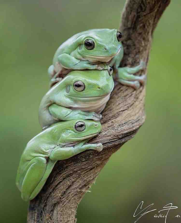 family