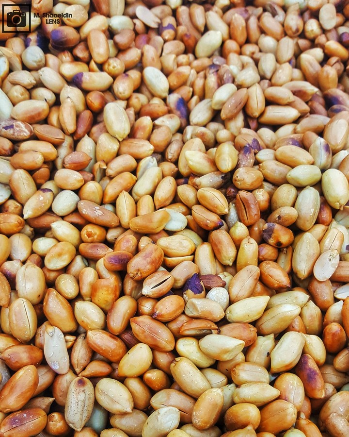 فول سوداني  Peanut