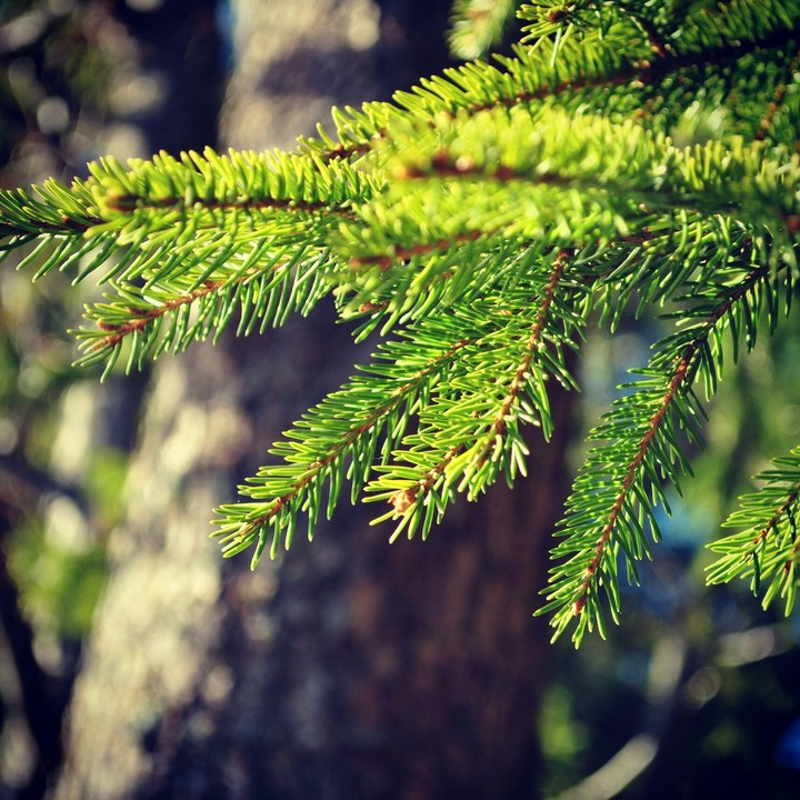 tree