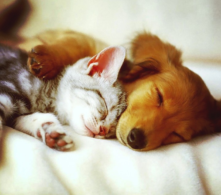 Sleeping Cat & Dog