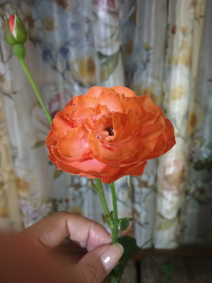Orange Rose