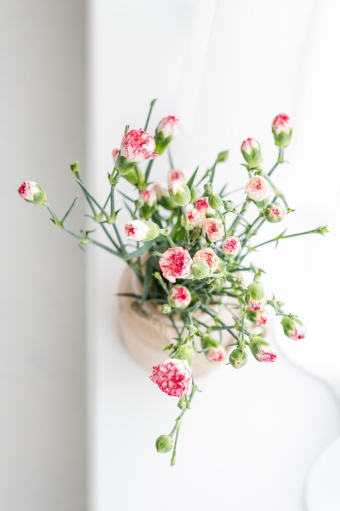carnation