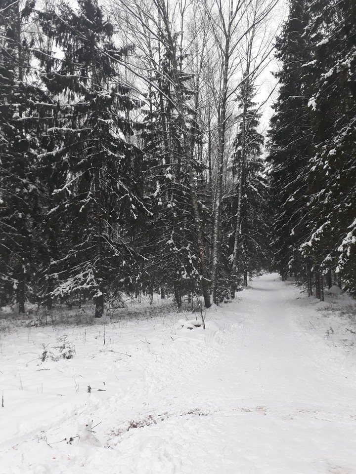 Smolensk.Russian forest.Winter.