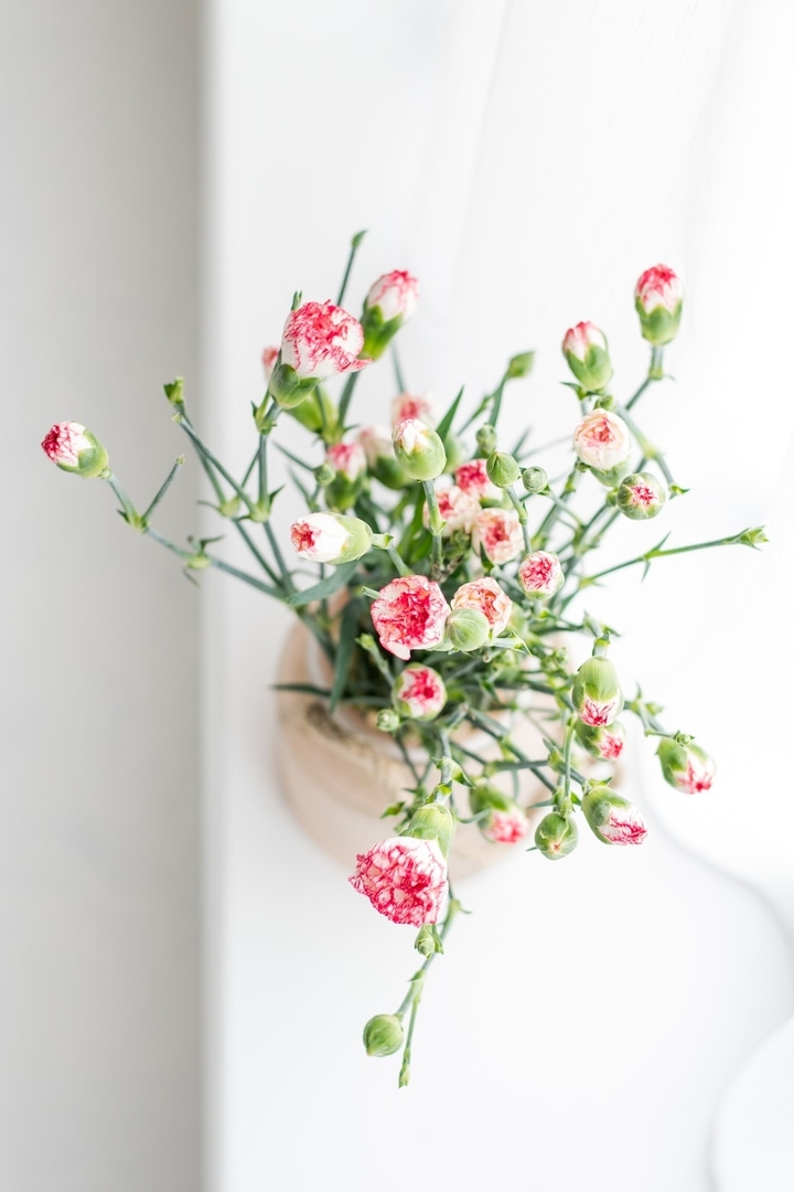 carnation