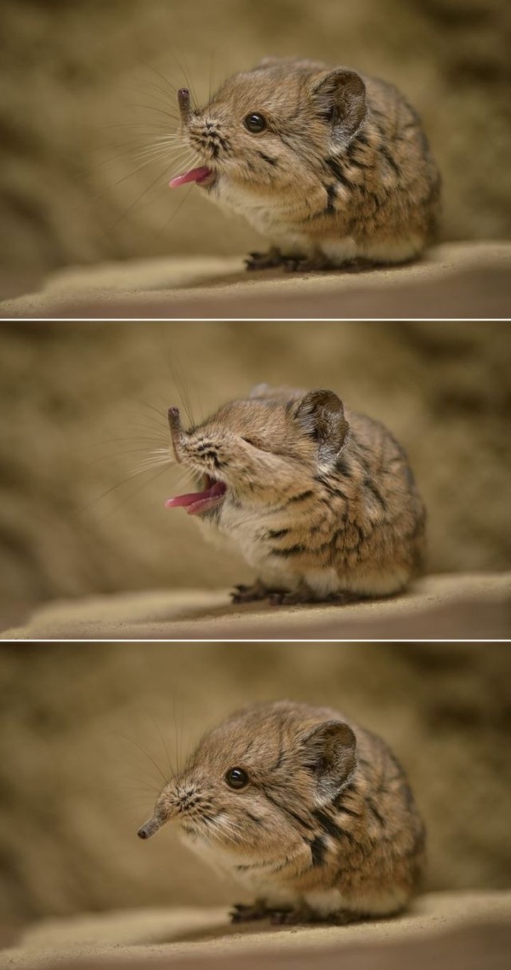Maus 