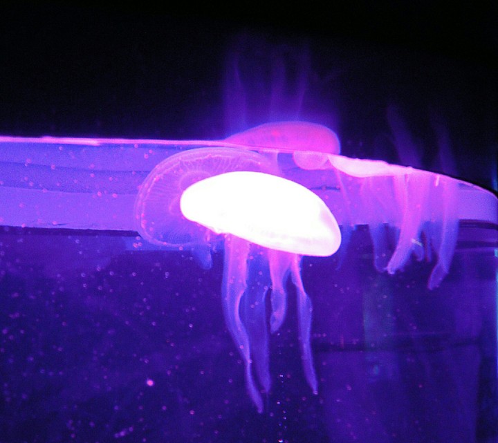 My jelly