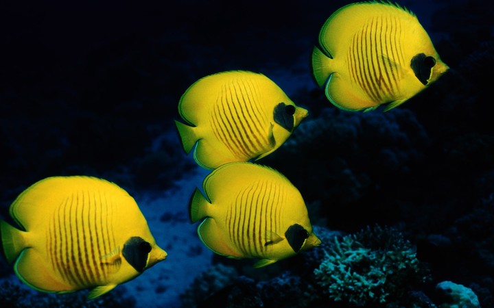 pisces