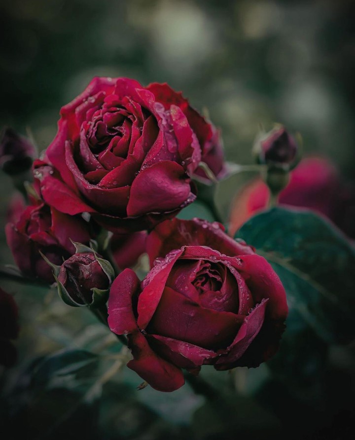 Roses