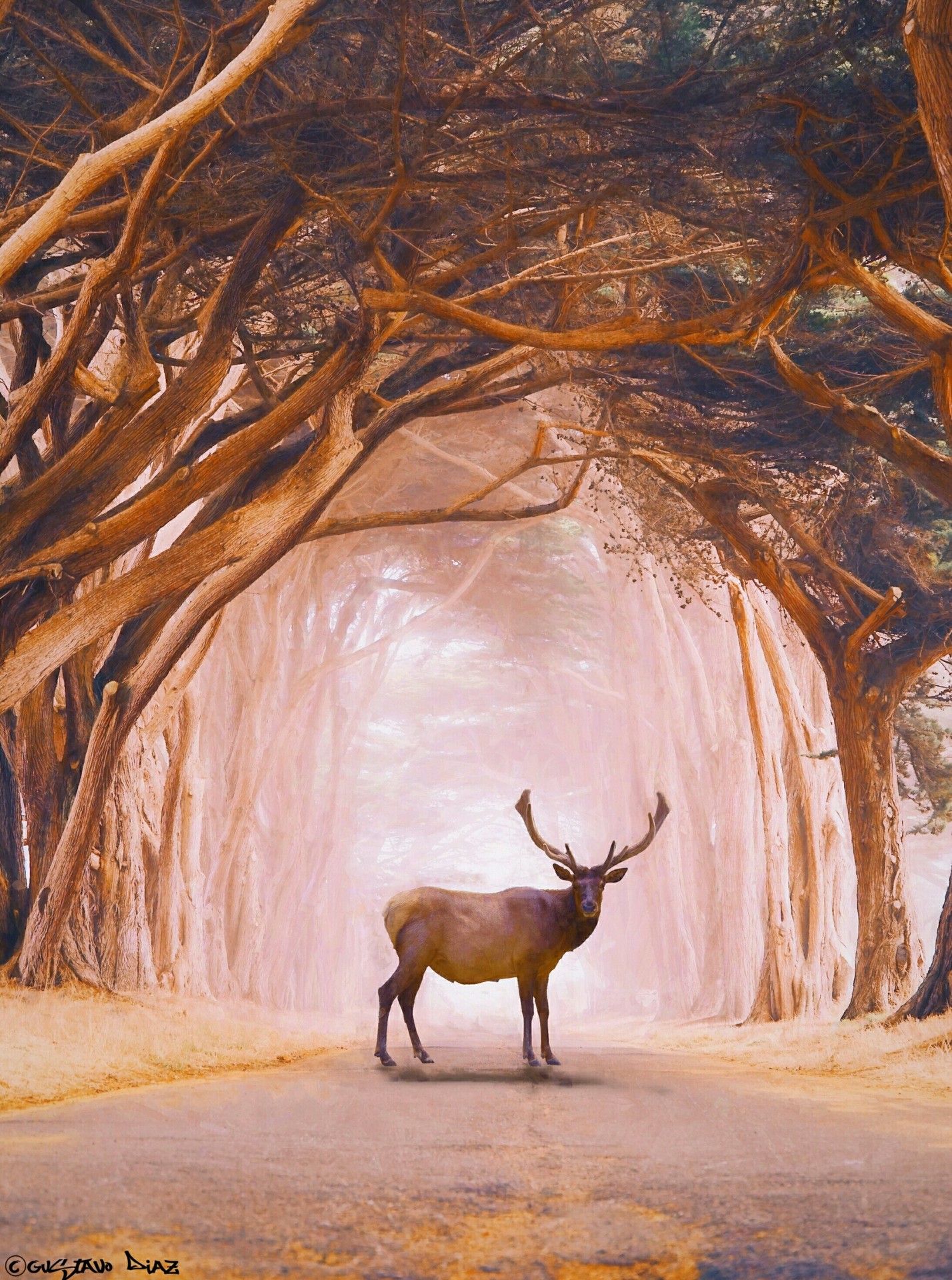 Deer & foggy path