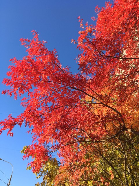 紅色, 叶子壁纸