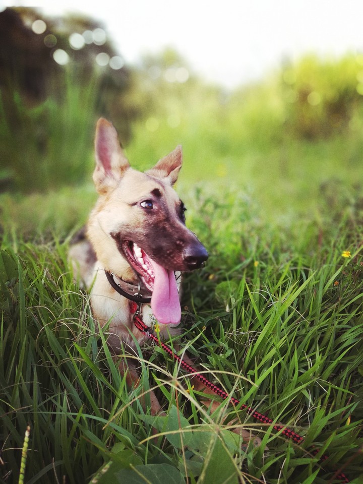 German Shepherd