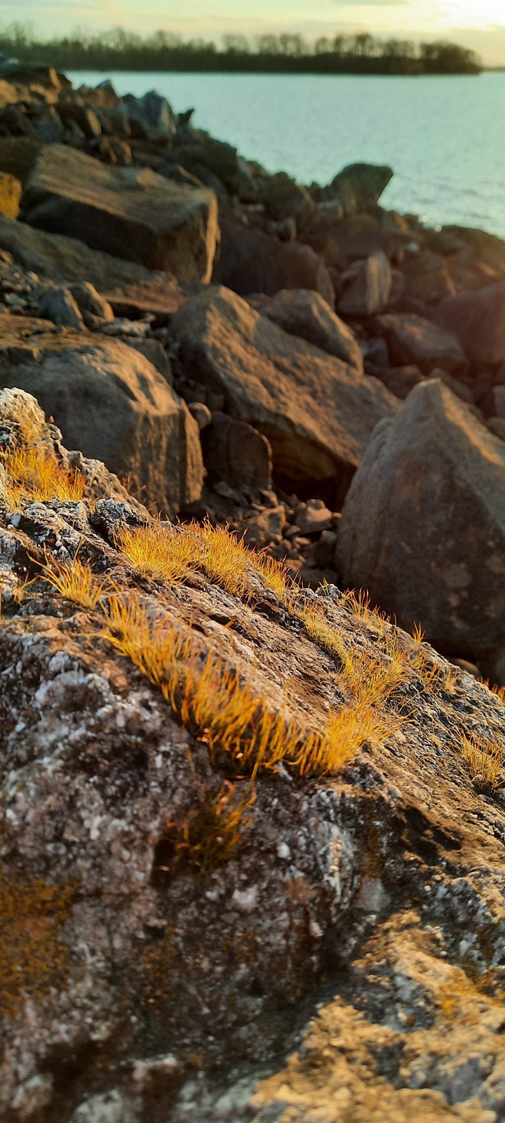 Hairy rock