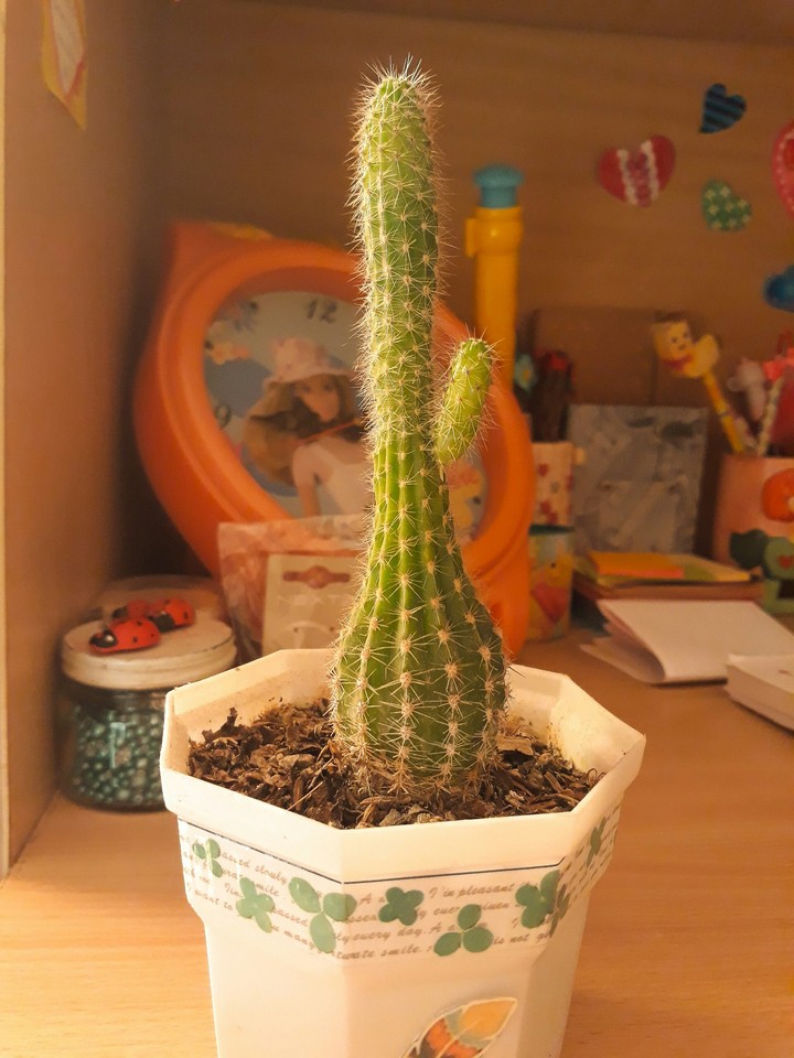 My Cute Cactus with its Baby