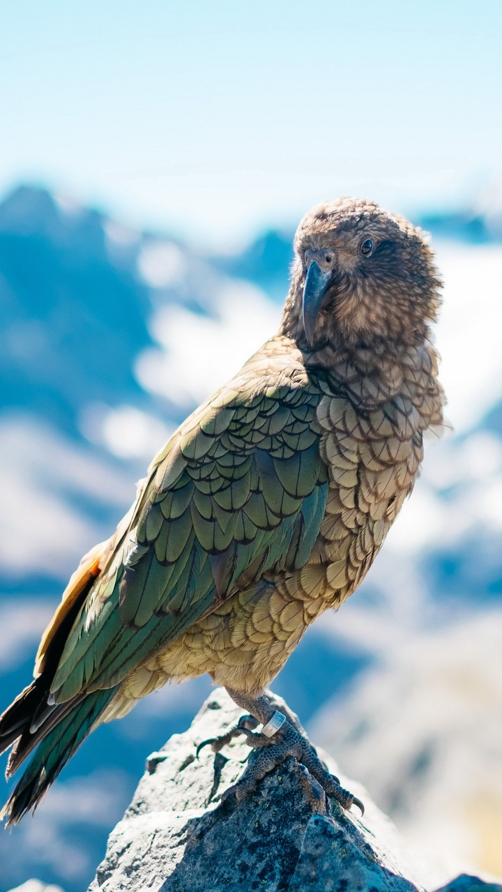 bird
