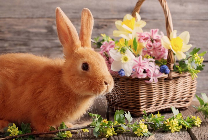 Un petit lapin... c'est trop mignon