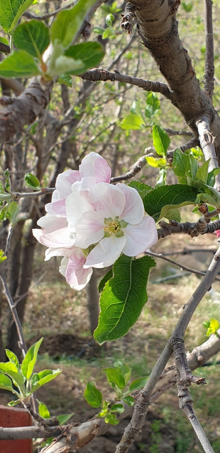spring