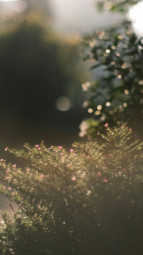 backlighting, fir桌布