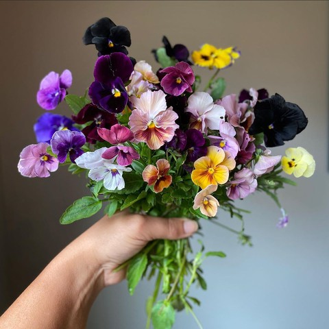 flower, pansy achtergronden