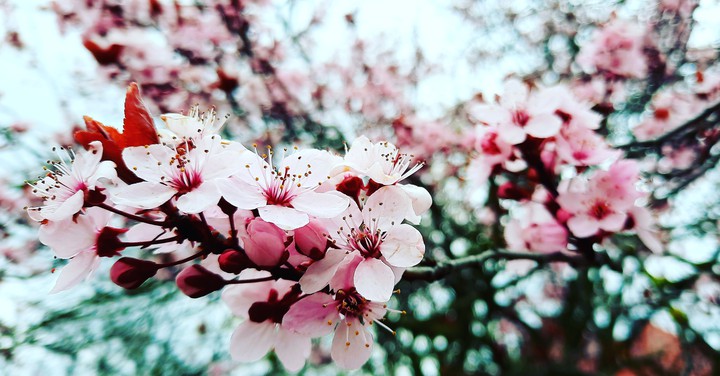 spring