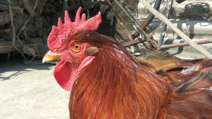 Hen