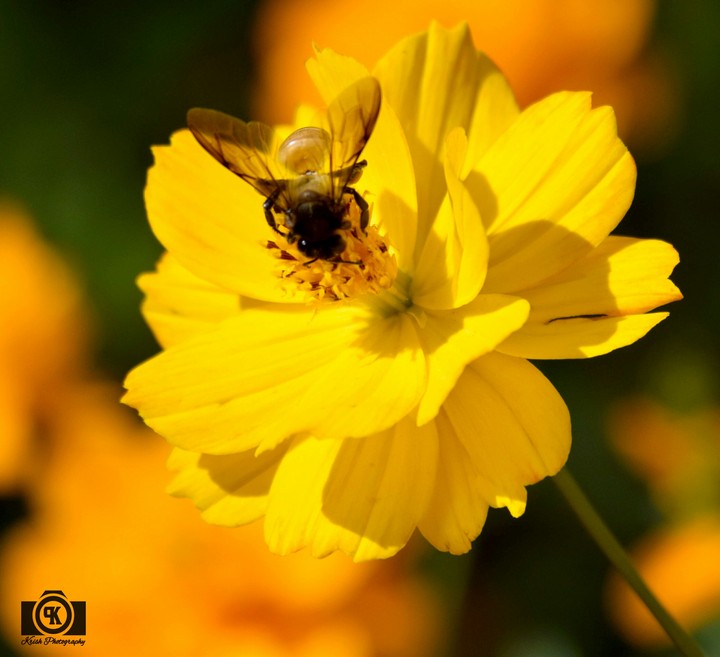 Flowers always attracts Bee & Bee gets attracted to Flowers!