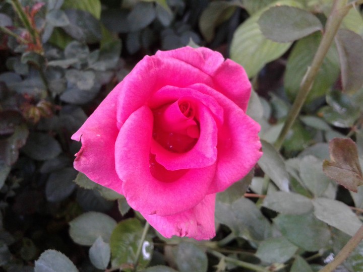 pink rose